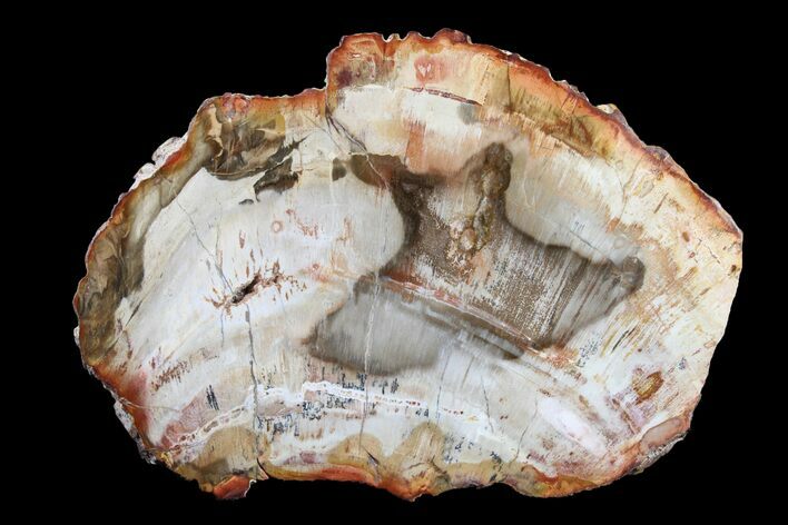 Petrified Wood (Araucaria) Round - Madagascar #157740